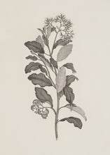 Load image into Gallery viewer, Botanical Study III.