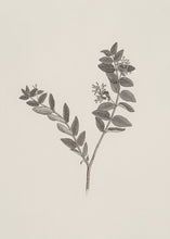 Load image into Gallery viewer, Botanical Study II.