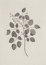 Load image into Gallery viewer, Botanical Study I.