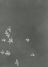 Load image into Gallery viewer, Flock II.