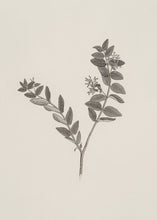 Load image into Gallery viewer, Botanical Study II.
