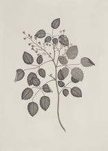 Load image into Gallery viewer, Botanical Study I.
